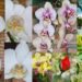 Mosaico de flores: orquídeas brancas, amarela, pintadinha e rosas vermelhas, para ilustrar o texto, meu autismo, meu mundo florido.