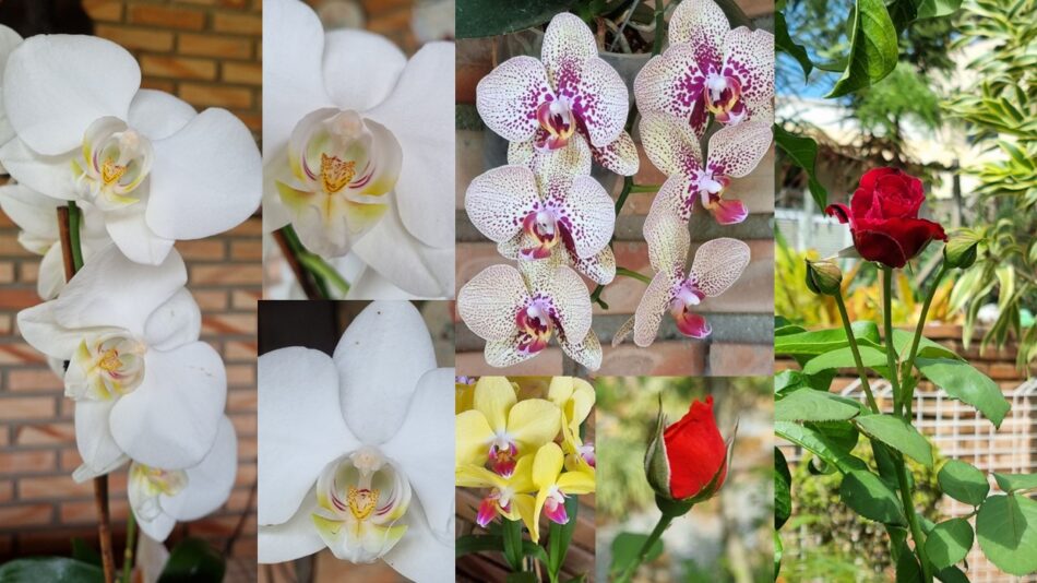 Mosaico de flores: orquídeas brancas, amarela, pintadinha e rosas vermelhas, para ilustrar o texto, meu autismo, meu mundo florido.