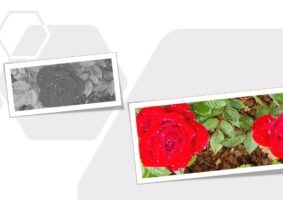 Foto com uma rosa sem cor num quadro, e depois, outro quadro com ela colorida, vermelho vivo, ao lado de outra rosa, também vermelha.