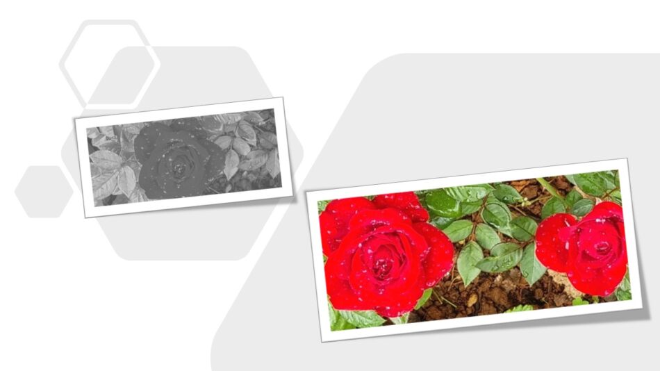 Foto com uma rosa sem cor num quadro, e depois, outro quadro com ela colorida, vermelho vivo, ao lado de outra rosa, também vermelha.