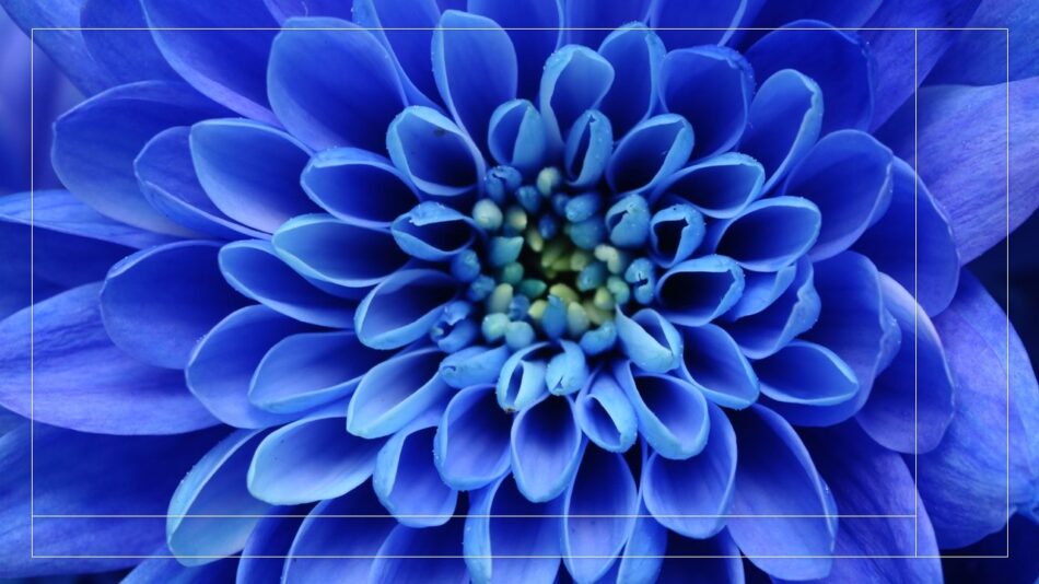 Flor de Lótus azul, em close.