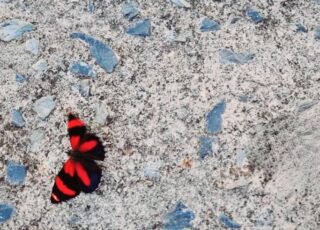 Crescer dói. Borboleta preta e vermelha sobre piso de cimento.