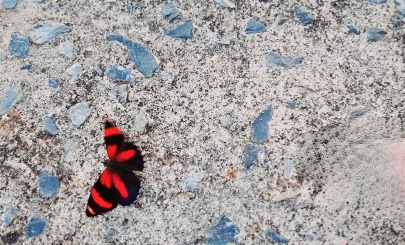 Crescer dói. Borboleta preta e vermelha sobre piso de cimento.