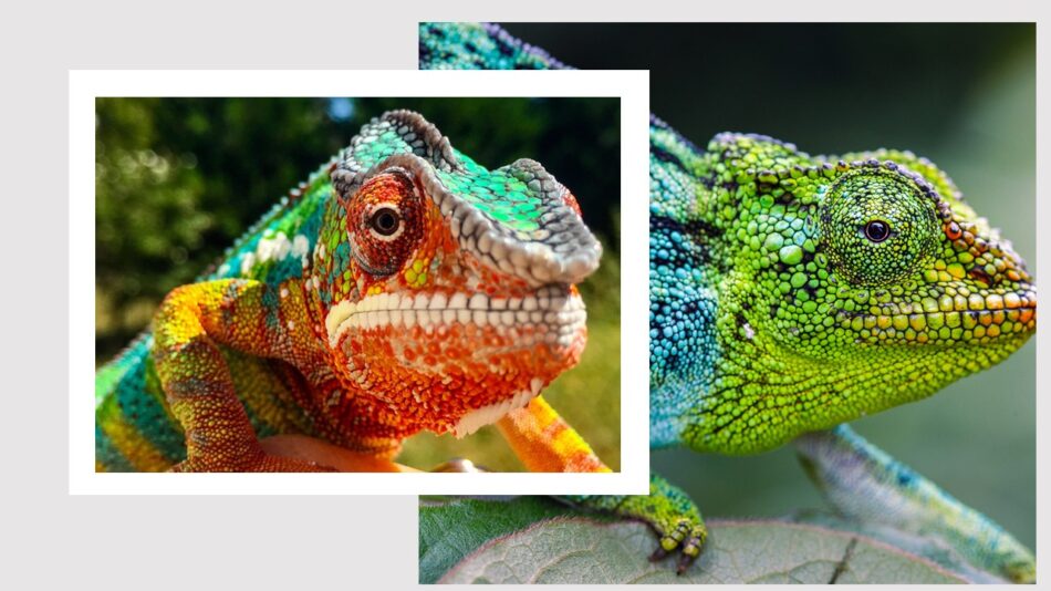Duas fotos de camalões sobrepostas. Eles são uma espécie de lagarto que se camuflam, mudando de cor, conforme o cenário que estejam.