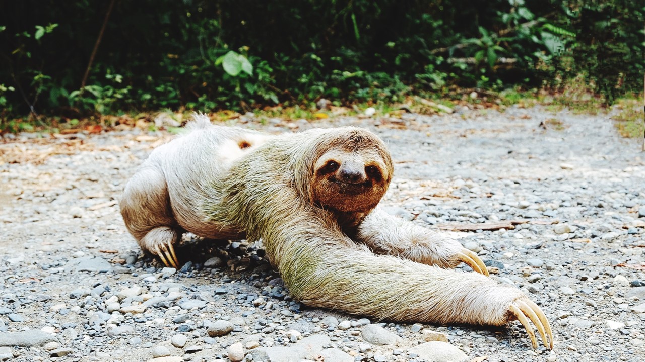 Autismo: o mundo dos julgamentos. A foto de um bicho preguiça. O bicho é uma coisa, ser preguiçosa é outra.